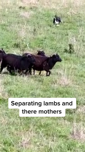 Checking the Health of Sheep and Separating Ewes from Lambs on the Farm
