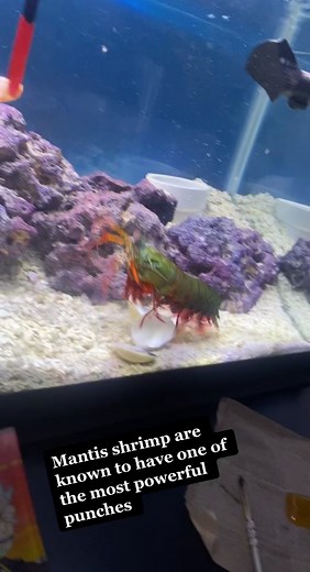 Should I try hand feeding him next time?😳 #fyp #GetTheWChallenge #mantisshrimp #reeftank #foryou #foryoupage #TeamofTomorrow