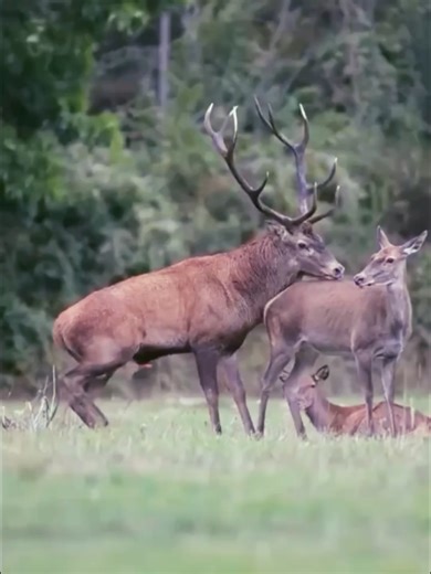 Meeting with Deer: An Amazing Wildlife Experience