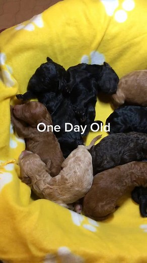 Newborn shepadoodles (German Shepherd and Poodle mix). #shepadoodle #newbornpuppy #puppy