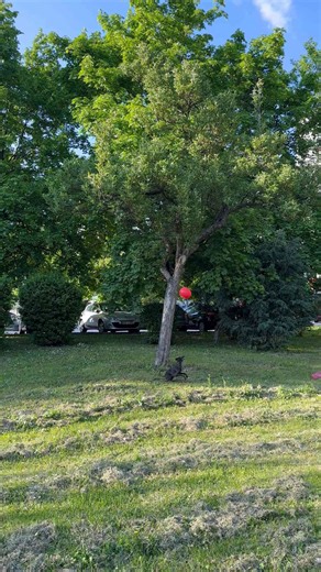 Italian Greyhound Chasing a Red Balloon in the Park