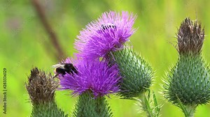 Bumble Bee collecting pollen from Scottish thistle flower Stock Video