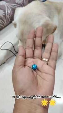 pattu pillai samathu pillai #labrador #petshub #dog #arakkonam #pets #dogbreed #labradorretriever