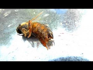 Queen Bee lays on side laying eggs part 2