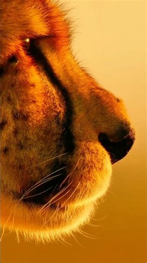 Cheetah vs 🐂 Bull — Who Would Win?#predator#wildlifeplanet#shorts