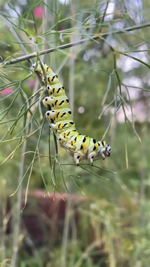 Swallowtail's snack time. 😋 Swallowtail butterfly caterpillars munch on a variety of plants, including carrots, parsley, dill, fennel, Queen Anne’s lace (also called wild carrot), milkweed, phlox, and rue. This fella in southern Illinois will soon blossom into the striking yellow, blue and black butterfly we all know and love. #SaturdaySouthernILSpotlight 📹 Caleb Grantham/TNC | The Nature Conservancy in Illinois