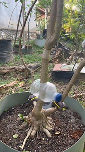Seni lapisan udara, menggunakan botol bekas #airlayering #bonsaitree #plants #fblifestyle | Rendyansyah Putra