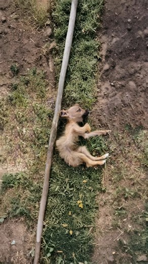 Puppy’s Journey from Desolation to Joy: A Heartwarming Tale of Second Chances and Healing —[Full story in the first cᴑmments]👇 #RescueStory #DogLoversUSA #AdoptDontShop #RealLifeHeroes #RescueHope #PuppyAngels #AnimalRescueStory #NeverGiveUp #HeartwarmingMoments | The Rescue Bond