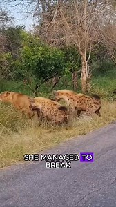 Lion pride vs hyena clan #wildlife #animals #fyp | Animal Talk Style