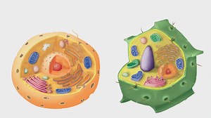 cell structure rap