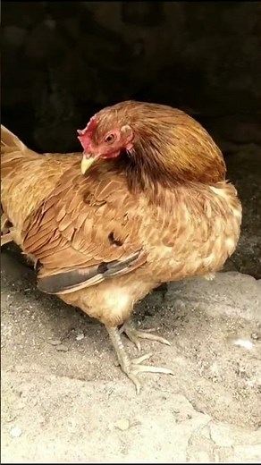 TOP 3 SIGNS AND TREATMENTS FOR PARASITE INFECTIONS IN CHICKENS