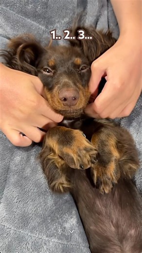 PINKY UP #minidachshund #puppy #dachshundpuppy #dachshund #cutedog #cutepuppy #funnydog #cute #dog