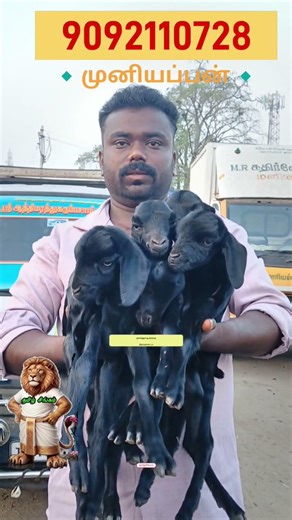 ₹10,000க்கு 5 பால்குட்டி விற்பனை #shortsfeed #viral #treanding #tamilsingam