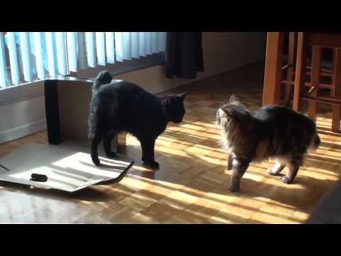 My cats play fighting