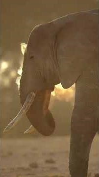 Memory vs Communication — who’s smarter, Elephant or Dolphin? 🤔 #facts #shorts