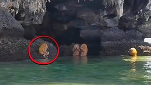 3.8M views · 42K reactions | Camera Caught a Moment That Can Not Go Unnoticed | Colab | Facebook