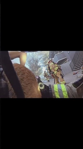 Firefighting Shorts: Firefighters Save Two Cats 🐈🐈