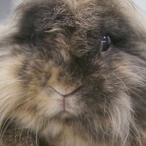 Meet the randy rabbit that is breeding... well, like a rabbit 😂 However, giving this bunny the snip takes a troubling turn 😰 | Vet On The Hill