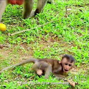 BREAK HEART! Never Meet This Before | Poor Maddix Run Cry Loudly Find Mom | Popeye Nasty F.i.g.h.t Maddix 🥲 💔 Check vdo in first comment | Hello Monkey