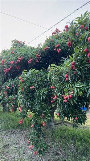 4.5K views · 850 reactions | Getting the picking done early before the heat of the day  #lychee #handpicked #lycheelove #australiangrown #harvesttime | Lush Lychees | Facebook