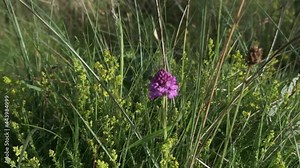 Dune wild plants and grasses with pyramidal orchid in the morning light