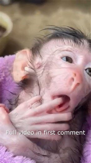 10K views · 152 reactions | ORPHANED Baby Monkey Throws EPIC TANTRUM During Bath Time! (Why Does She HATE Water.)11 Full video in first comment | Monkey Wild | Facebook