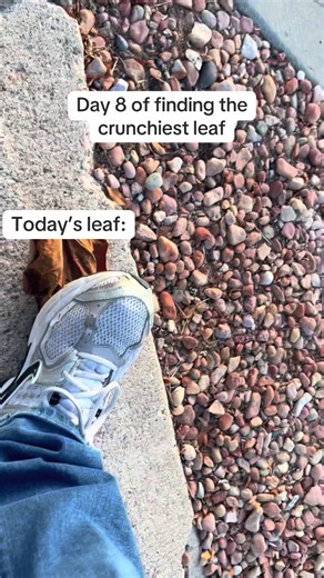 Today was a GREAT one come back tomorrow #asmrsounds #crunchy #asmr #leaf