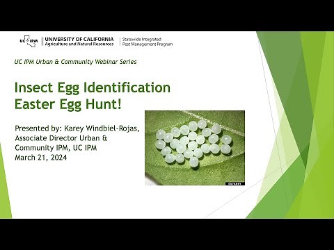 Insect Egg Identification Easter Egg Hunt!