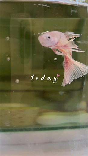 Betta Fish Tank Setup Guide and Care Tips