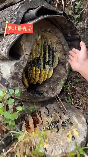 11K views · 323 reactions | A good beehive, a natural bee nest in the wild #bee #nature #lovebi #bee2025 #fbreels #fyp #beehub #beehubreely | Beehub Reely | Facebook