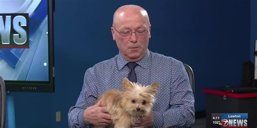 FURRY FRIEND FRIDAY: Morkie edition