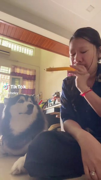 មានប្រាក់មានអ្វីៗយល់អត់🤣#husky @ឪអាឆេកគី (Dad of Chekky 🐶❤️)@Chekkea🐺