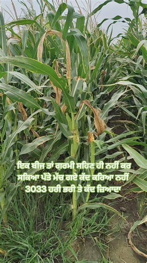 Silage information #silage2024 #Silage24 #silagemachine #silagemaking #silageseason #silage #trendingreels #agriculture #reel #soil @topfans Pindi sidhu FARM 88 | Smart Farming