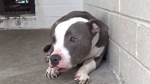 200 million stray dogs starving in the world. Join Our Pawz Rescue Club! Recieve a Free Shirt for joining and every month you make a contribution that helps fund no kill animal shelters! pawz.com/products/rescueclub | Pawz Saves Dogs