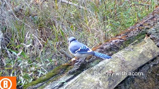 19 reactions | Blue jays collect and cache acorns, pushing them into the ground to save as winter food. Acorns that are forgotten sprout new generations of oak trees. | Valley Wild | Facebook