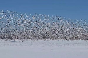 Snow geese migration is a beautiful ‘blizzard’ of birds