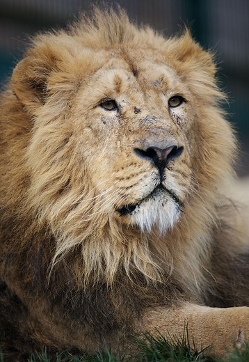 Asian lion - Dublin Zoo