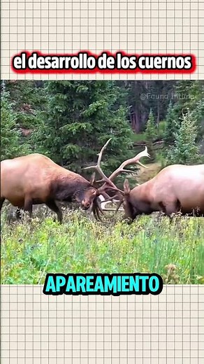 The stages of deer antler development.🦥