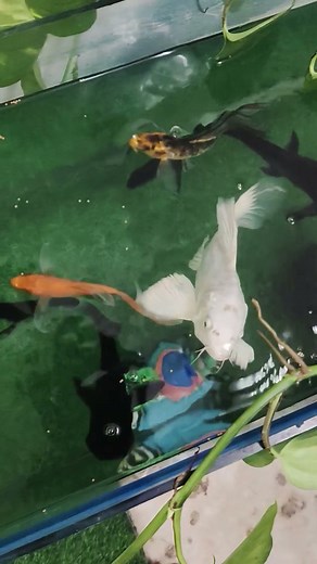 😌 10 Seconds of Pure Aquarium Relaxation #aquascape