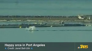 Wanna see a happy orca in the wild? Check this out! Thanks to our friend Janet for sharing the experience from Port Angeles. Here's what she told us: http://kng5.tv/HappyOrca | KING 5