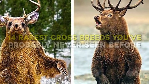 14 Rarest Cross Breeds You've Never Seen - video Dailymotion