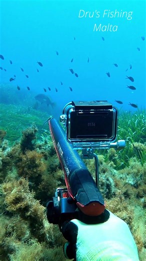 How did I miss.... #fishing #pescasub #spearfishing #fish #spearo #ocean #pescasubacquea