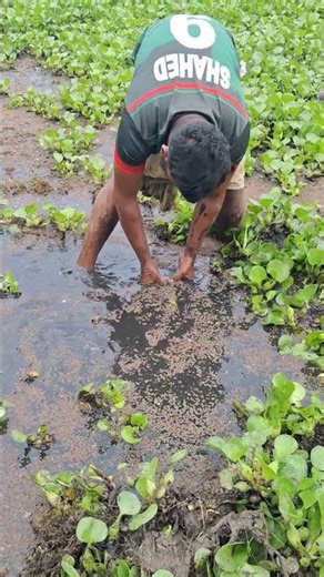 Asian Fisherman Catches Big Fish By hand In Mud Water #shorts #handfish #fishinglife