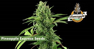 Where's Best to Buy Pineapple Express Seeds Online | Seed-Finder