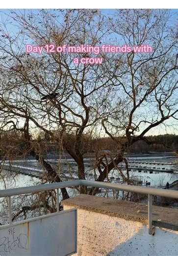 Making Friends with a Crow: Day 12 Adventures