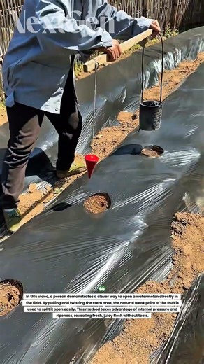 This Smart Farming Tool Punches Perfect Planting Holes in Seconds!