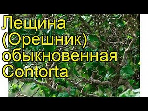 Лещина обыкновенная Конторта. Краткий обзор, описание характеристик corylus avellana Contorta