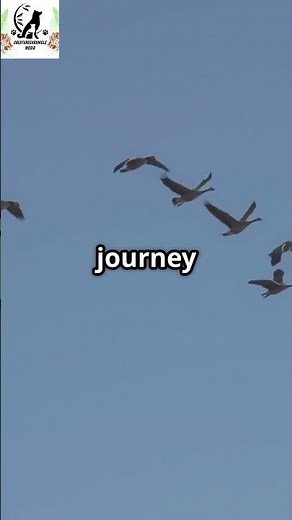 EXPOSED 😱 How Birds Navigate Across the World! #birds #animalfacts