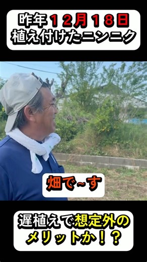 遅植えしたニンニクが想定外の状態に…芽が出ないのに逆に太ってる!?【北九州市小倉南区】