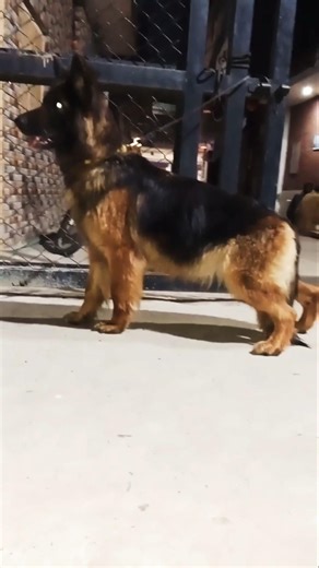 Barking Dog Sounds (Loud & Real) 🐕 | Dog Barking Compilation #dog #animals #doggroom #dogcam